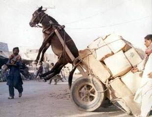 ri zid 3ammar rah mazidch mazaidch