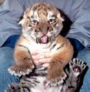 BEBE TIGRE