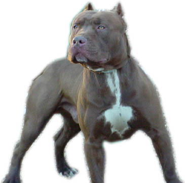 mericin pit bull