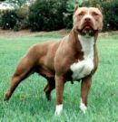 c mon premie pit bull assassin