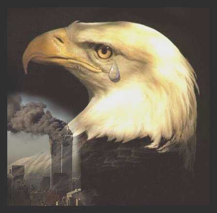 aigle d'amerique