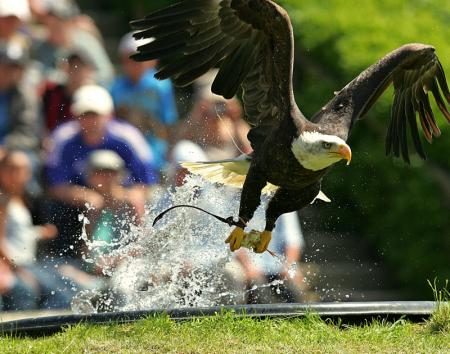 dresag d'aigle000002