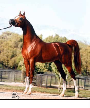 cheval d'arabi000002