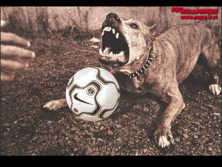 pit bull