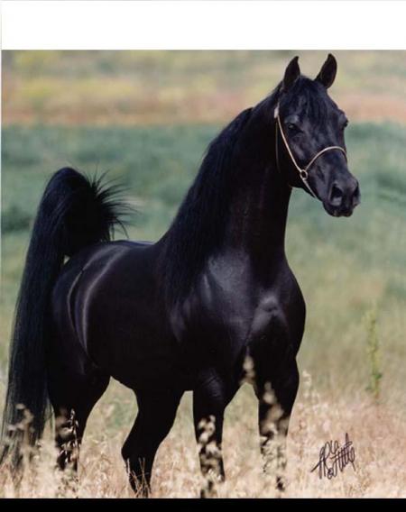 cheval d'arabi000001