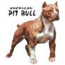 american pit bull
