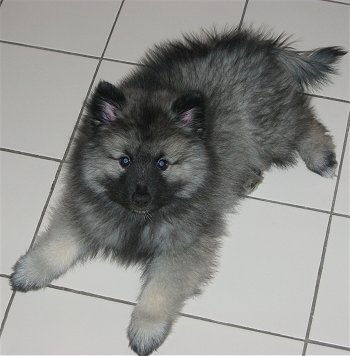 voici mon chio gladiateur il nai pas mignon a croke