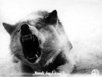 le loup et un animal faiross