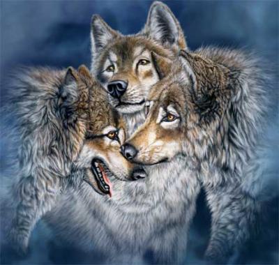 joli loup
