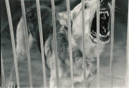 bad loup