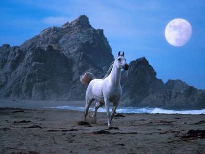cheval darabie