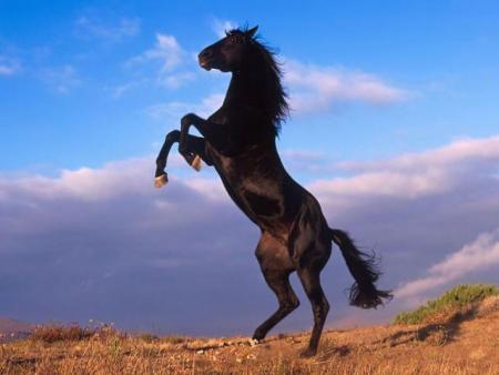 black  spirit of lion