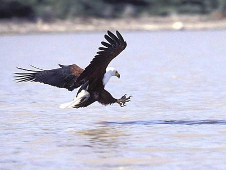 l'aigle et libre kom l'aire