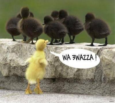 le rssizme